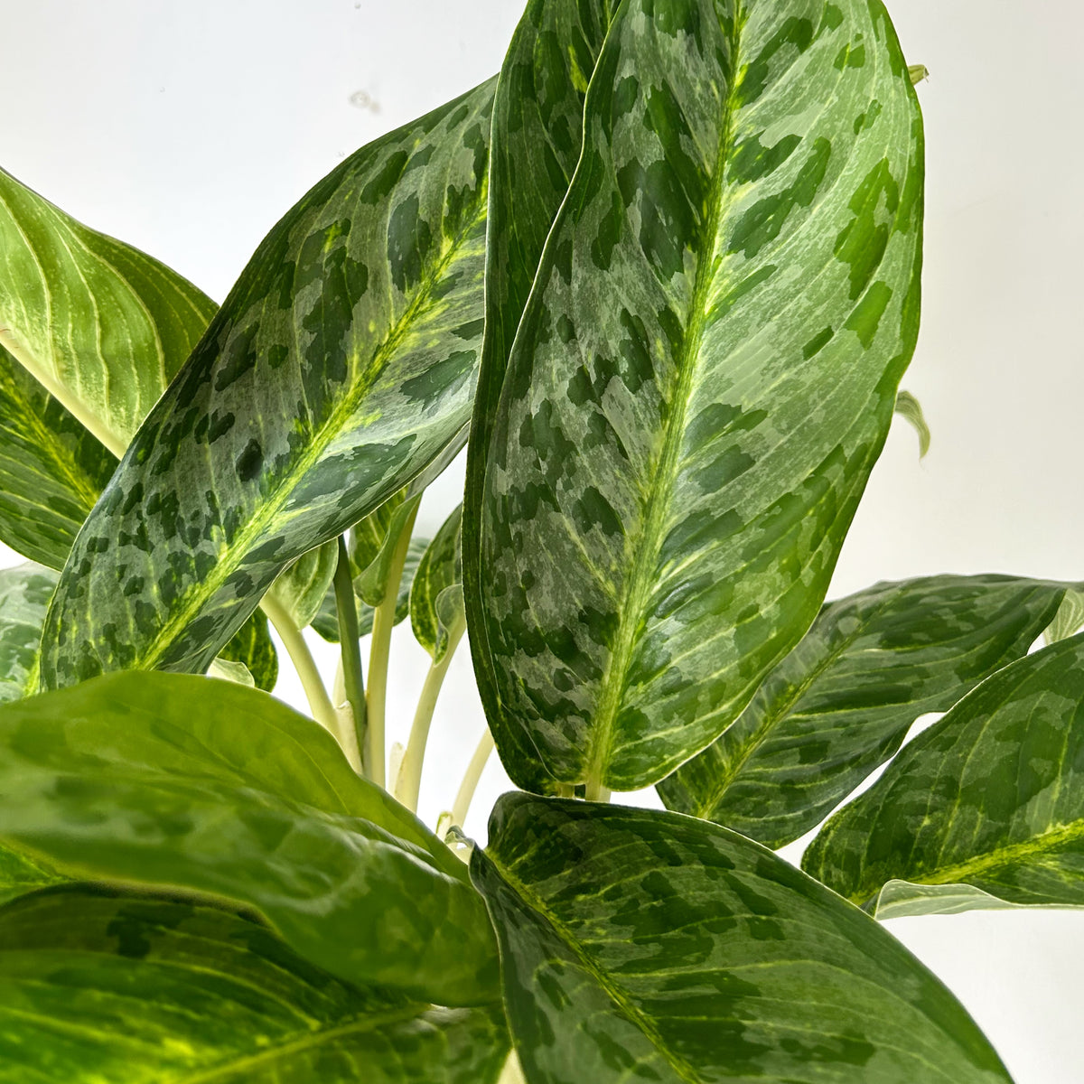 Aglaonema Pavo 10” pot