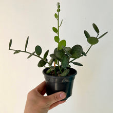 Load image into Gallery viewer, Silver Dollar Vine (Xerosicyos Danguyi ) 4” pot
