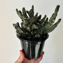 Load image into Gallery viewer, Crested Monvillea spegazzinii 4”pot
