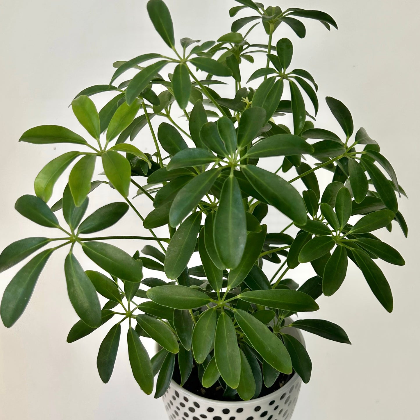 Dwarf Umbrella Tree (Schefflera arboricola) 4”pot