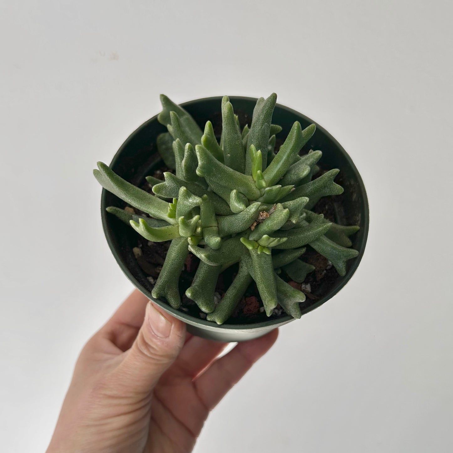 Elkhorn Succulent (rhombophyllum dolabriforme) 4” pot
