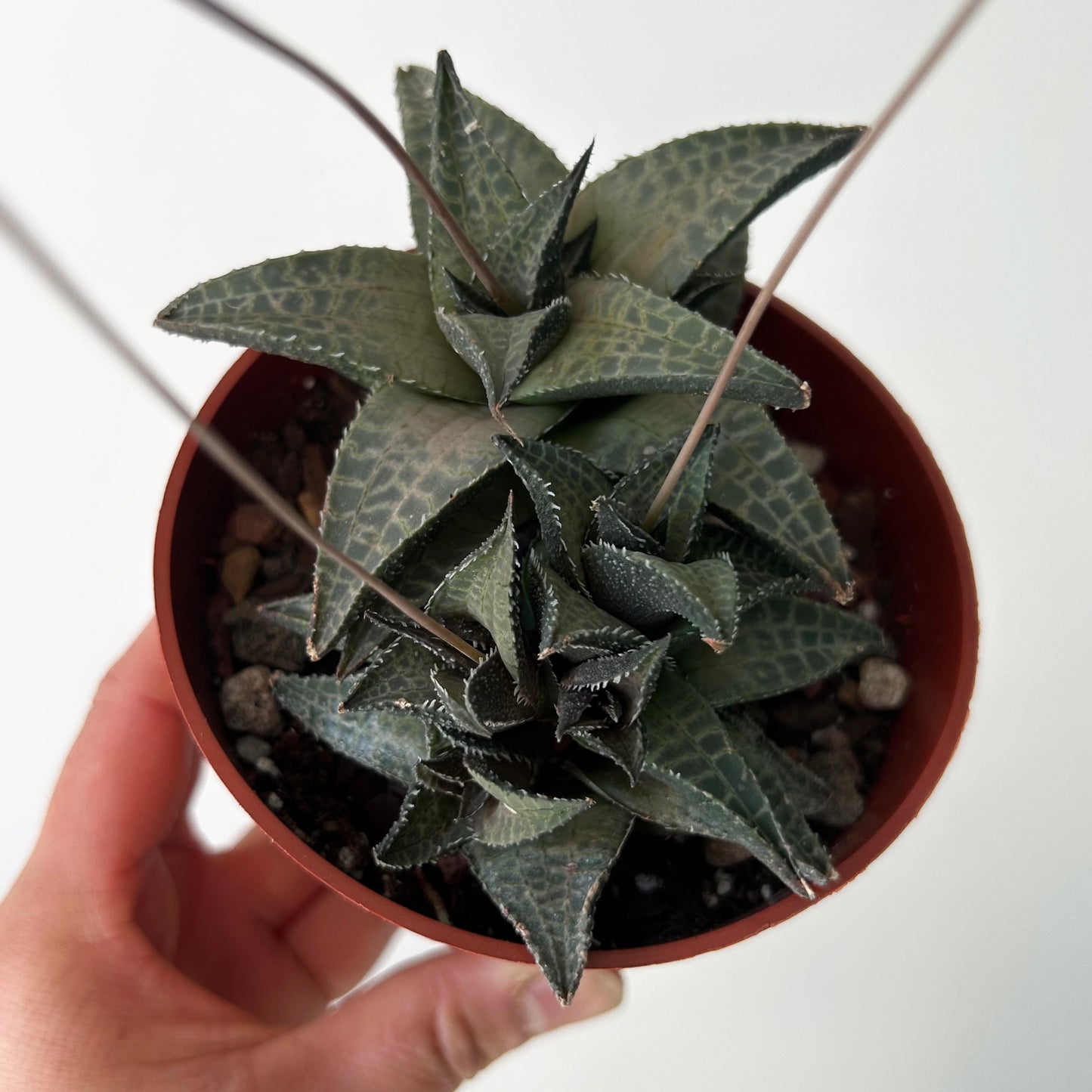 Haworthia venosa 4”pot