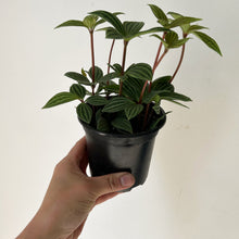 Load image into Gallery viewer, Peperomia Parallel (Puteolata) 4”pot
