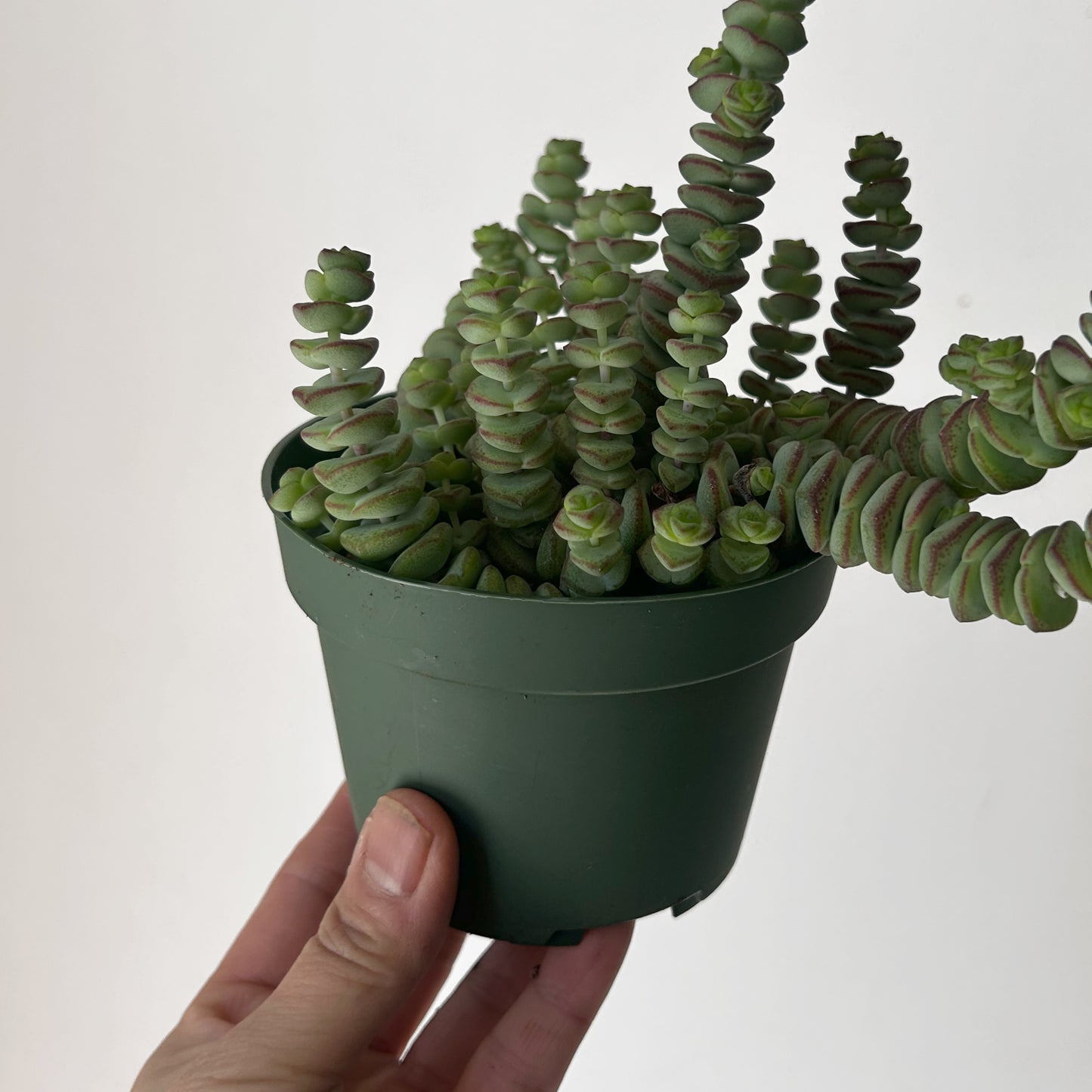 Jade Necklace Succulent (Crassula Marnieriana) 4” pot