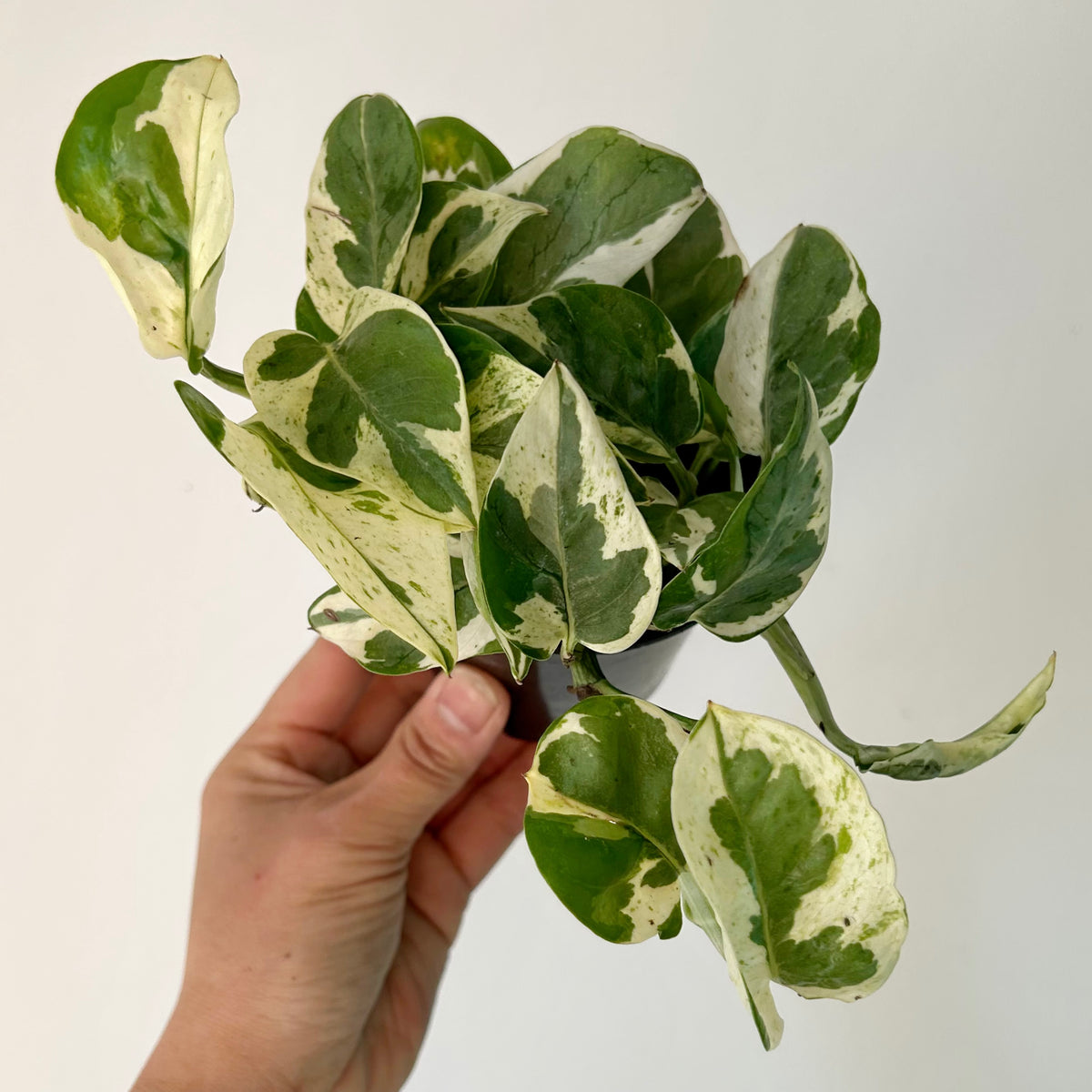 Pothos “Pearl & Jade” 3.5” pot
