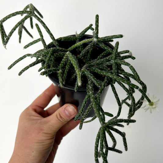 Hairy-Stemmed Rhipsalis (pilocarpa) 3.5”pot