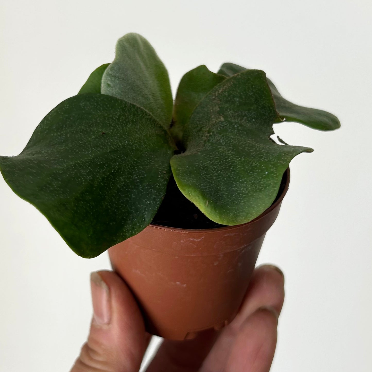 Elephant’s-Ear Fern (platycerium angolense) 2.5” pot