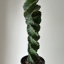 Load image into Gallery viewer, Cereus forbesii spiralis 3.25”pot
