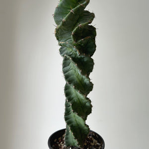 Cereus forbesii spiralis 3.25”pot