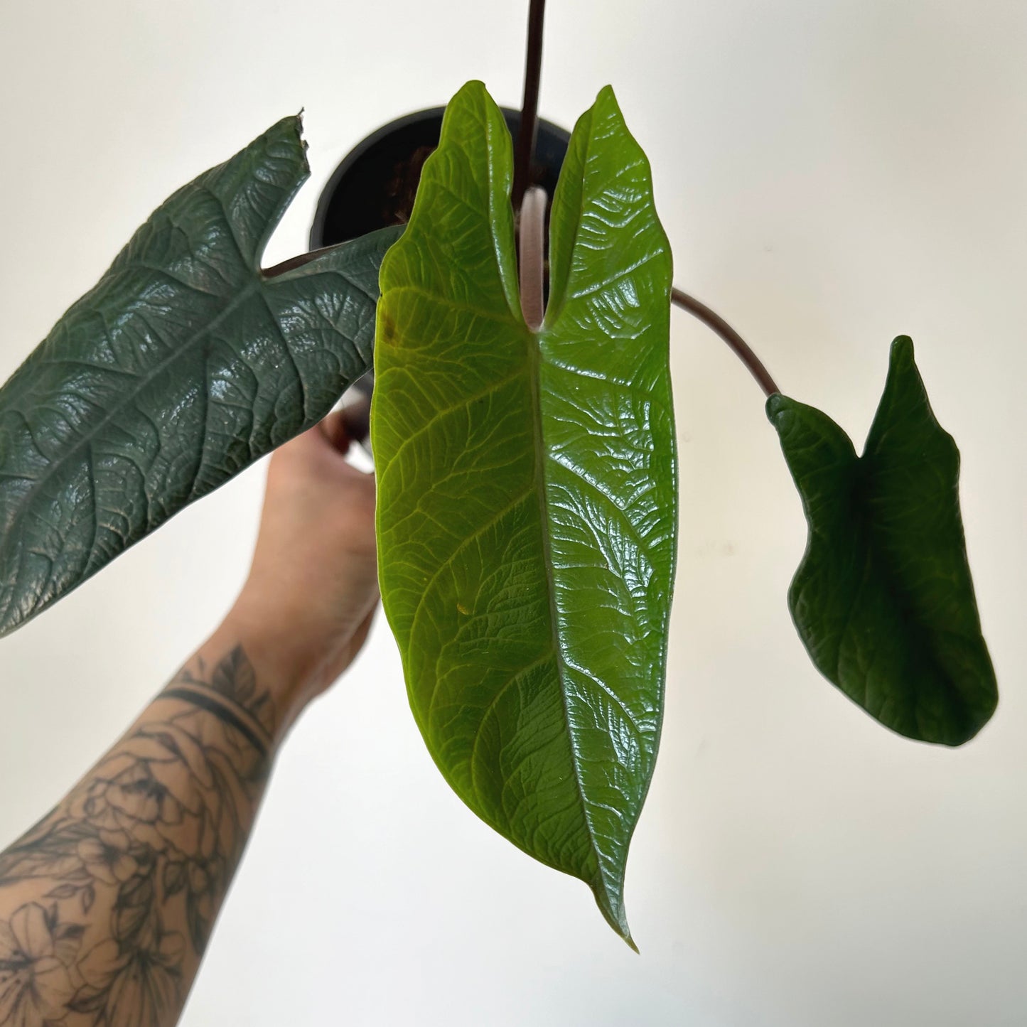 Alocasia scalprum 6” pot