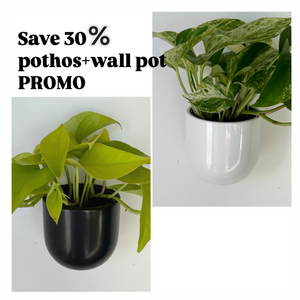 Wall Planter +Pothos