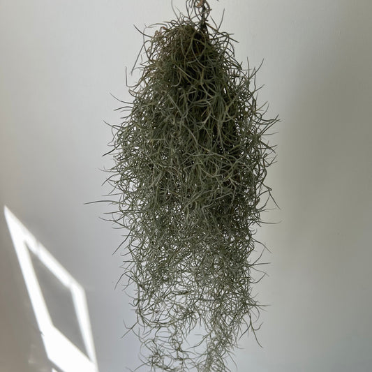 Spanish Moss (Tillandsia usneoides)