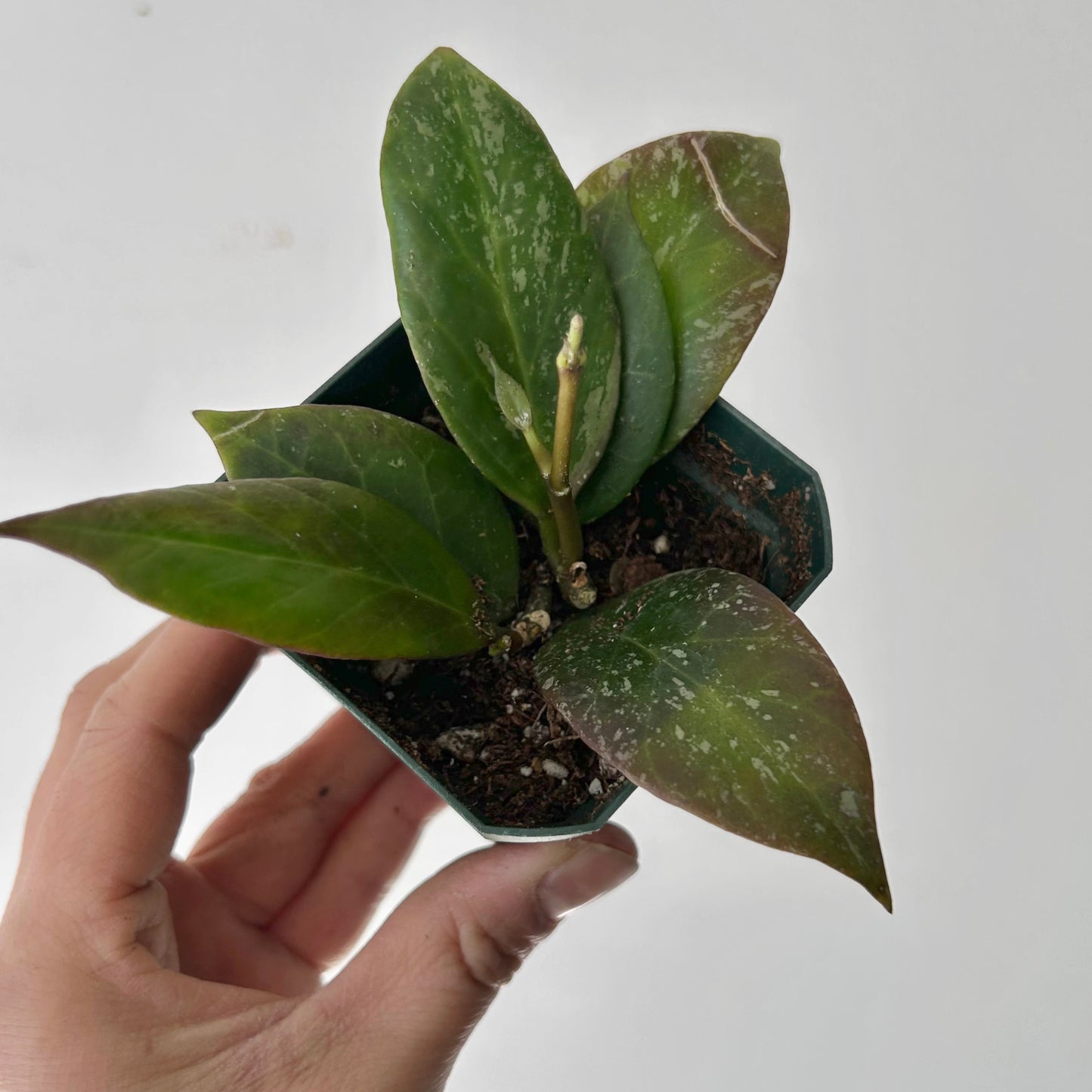 Hoya Sunrise 3” pot