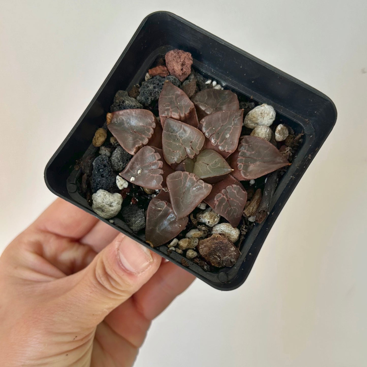Haworthia Bayeri Hybrid 3” pot