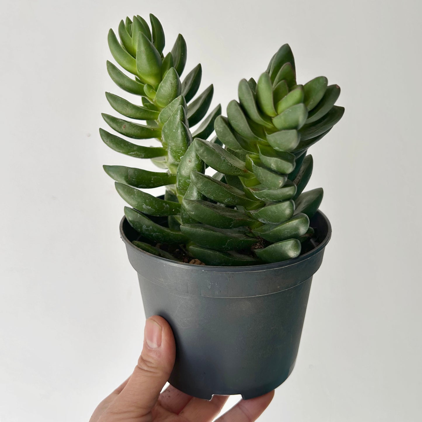 Crassula Capitella “Benjamina” 5” pot