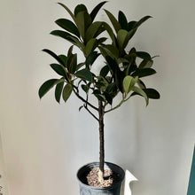 Load image into Gallery viewer, Ficus Melany approximately 3 ft tall in 10” pot
