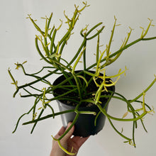 Load image into Gallery viewer, Pencil Cactus “Firesticks” (Euphorbia Tirucalli)  6&quot; pot

