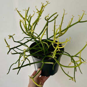 Pencil Cactus “Firesticks” (Euphorbia Tirucalli)  6" pot