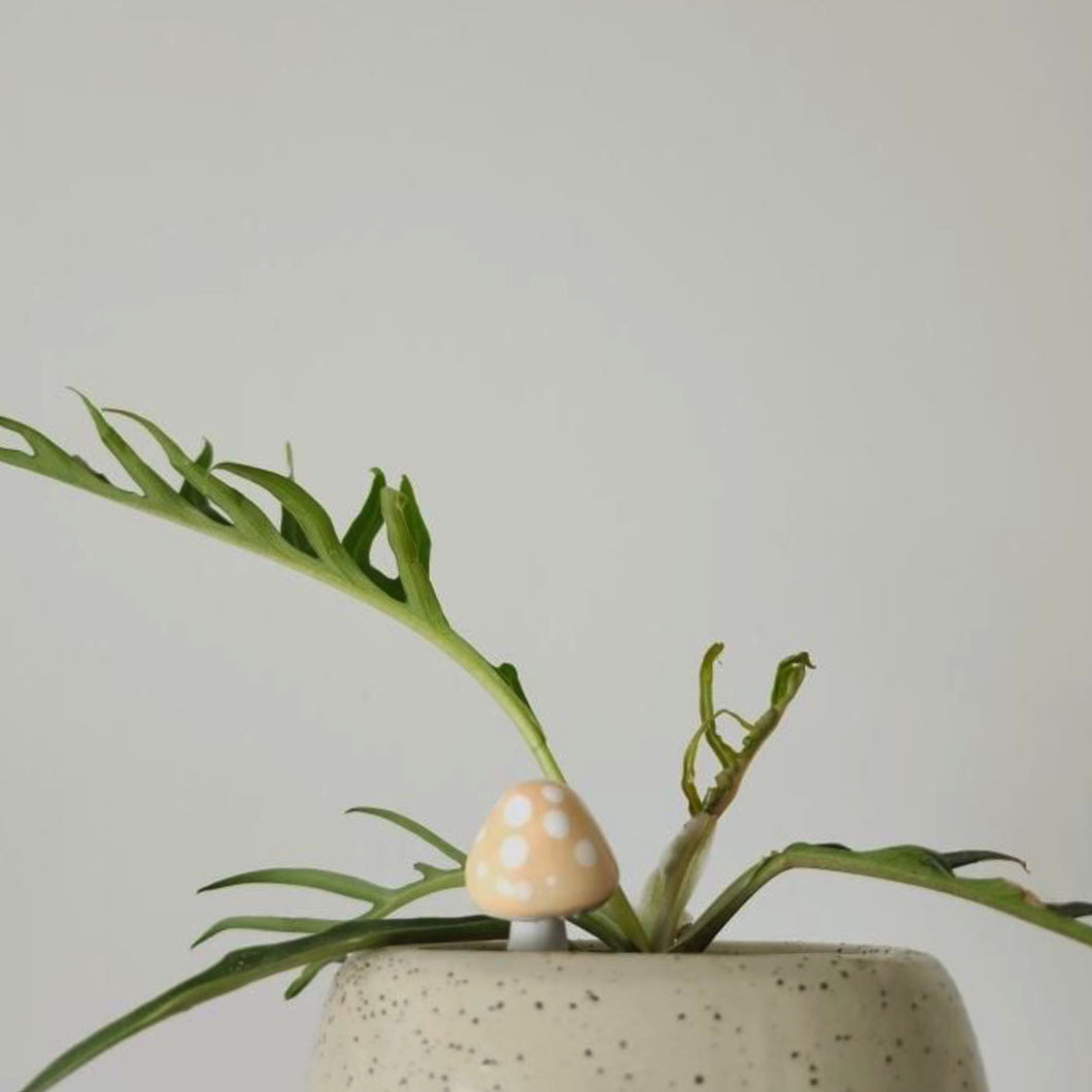 PLANT SHROOMS Mini Mushroom Decorative Accent