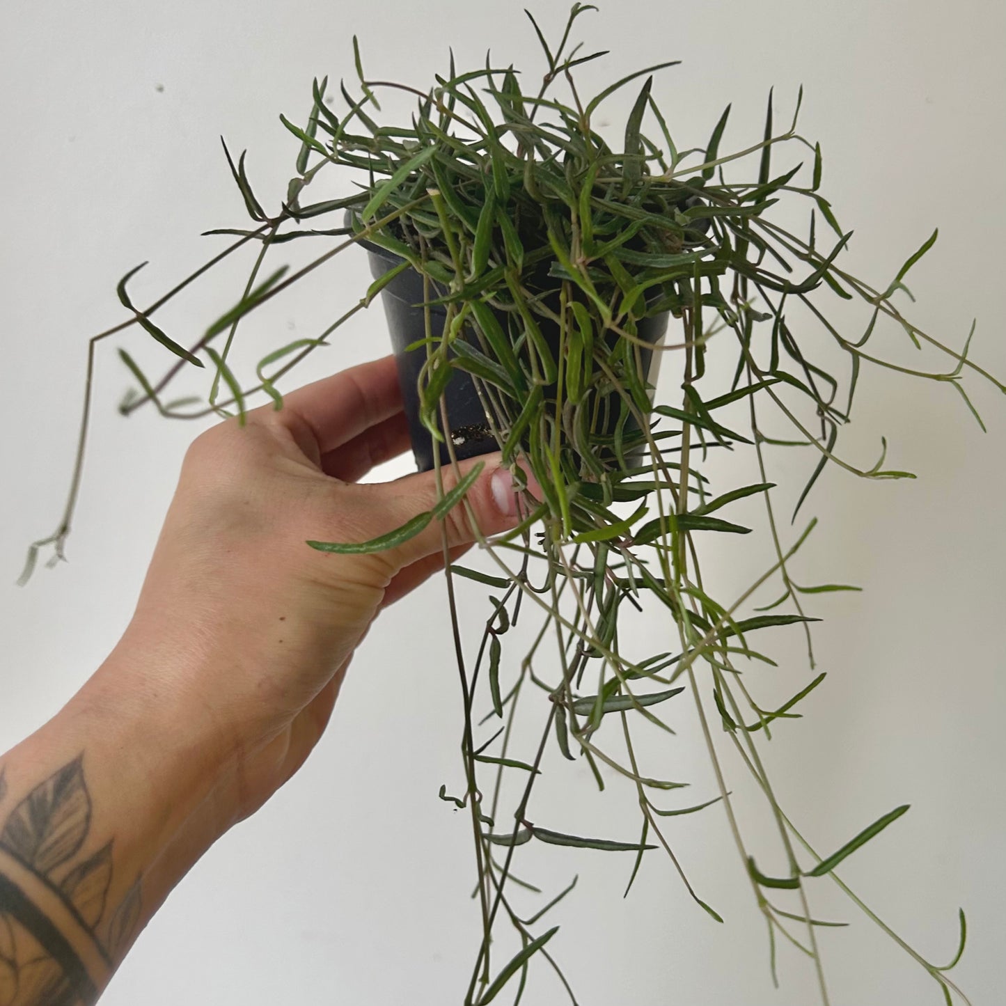 String of Needles (Ceropegia linearis) 3.5” pot