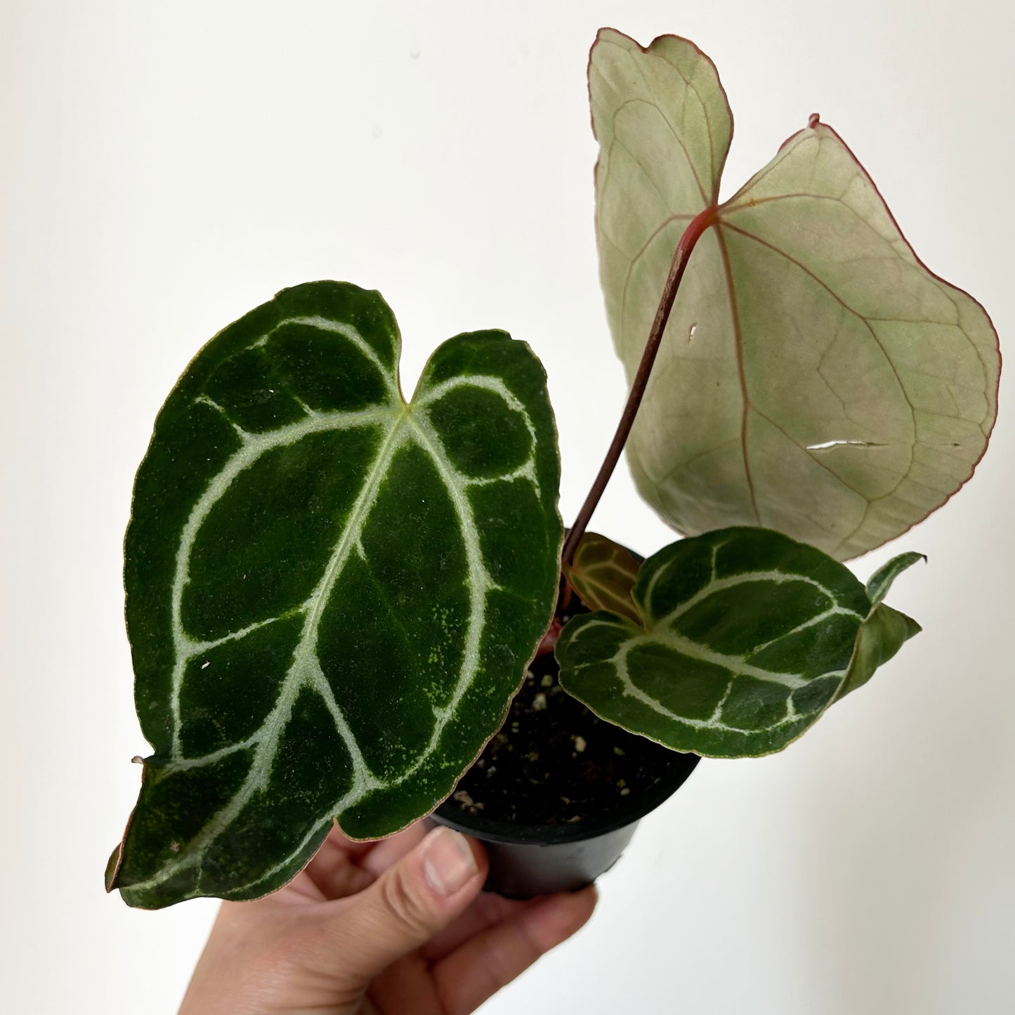 Anthurium crystallinum 3.5”pot