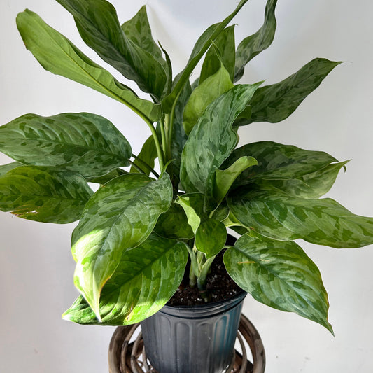 Aglaonema “Army” 8” pot