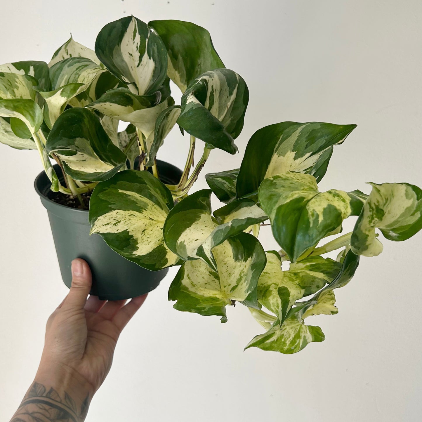Manjula Pothos 6” pot