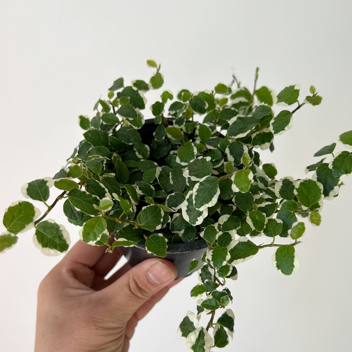 Variegated Creeping Fig  (Ficus pumila) 3.5"pot