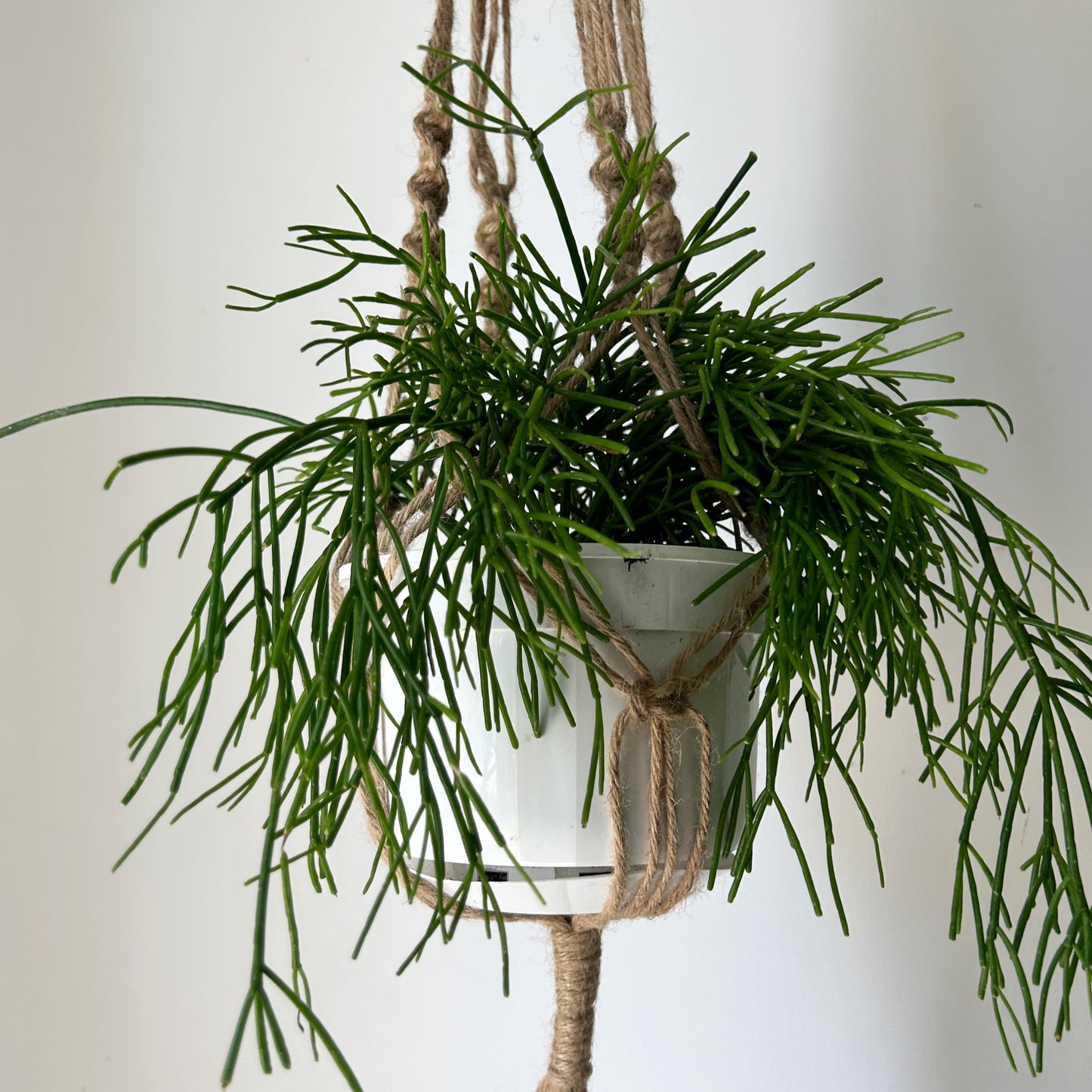 Macrame Jute plant hanger spiral w. Beads (fits up to an 8” pot)