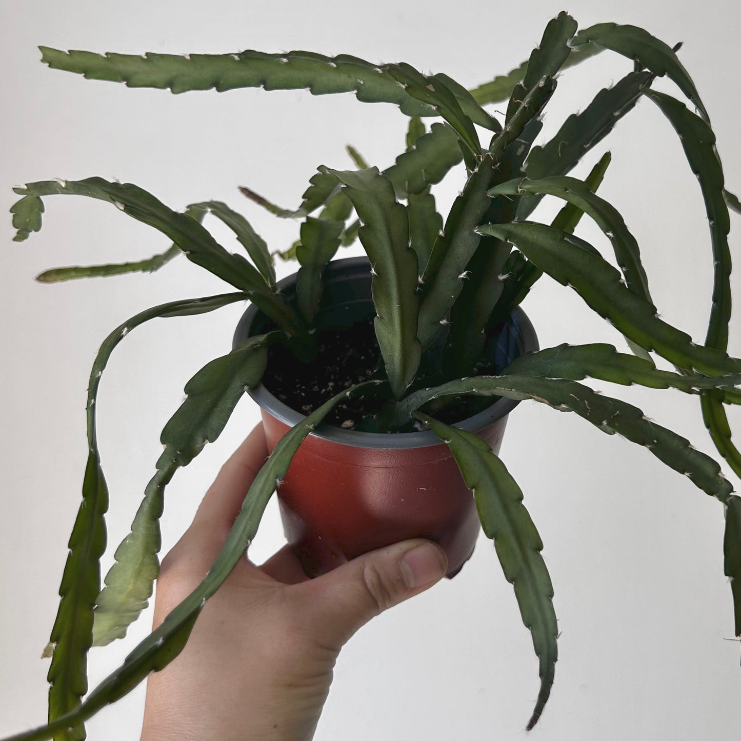 Hurricane Cactus (Lepismium cruciforme) 4” pot
