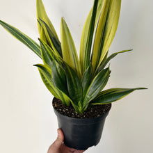 Load image into Gallery viewer, Sanseveria &quot;Gold Flame&quot;  6” pot
