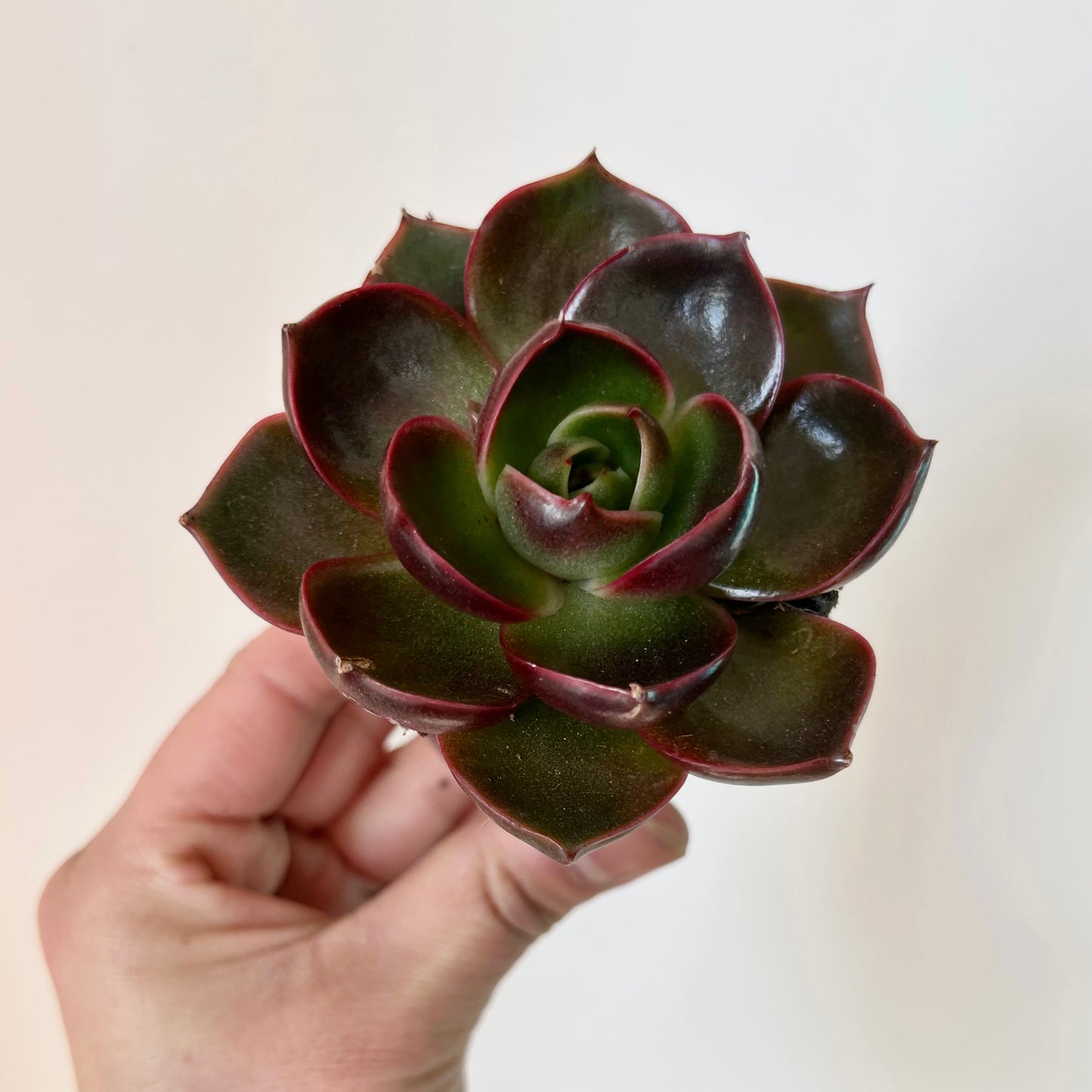Echeveria Red 2.5" pot