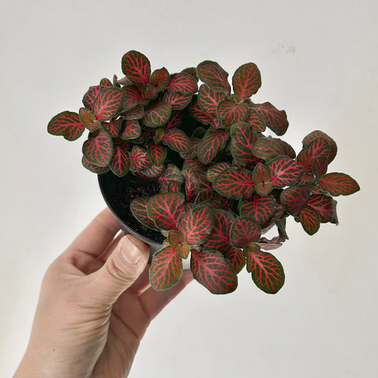 Red Nerve Plant (Fittonia) 3.5”pot