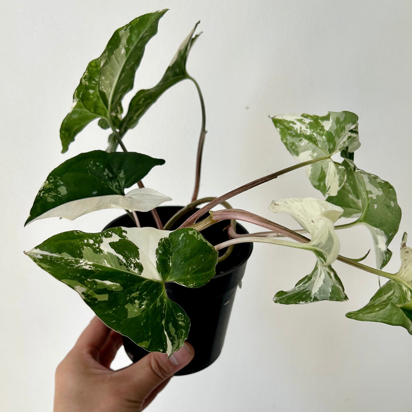 Syngonium Podophyllum Albo Variegated 4” pot