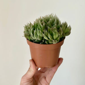 Haworthia Cooperi 3.5”pot