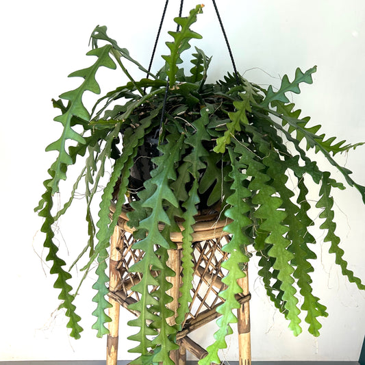 Fishbone Cactus (Epiphyllum anguliger) 10”hanging basket