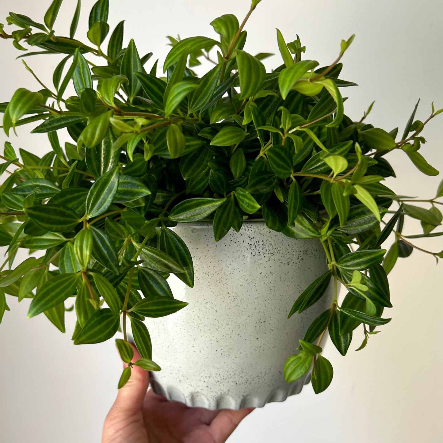 ATLAS Decorative speckled ceramic pot 6”X6”(available in 3 colours)