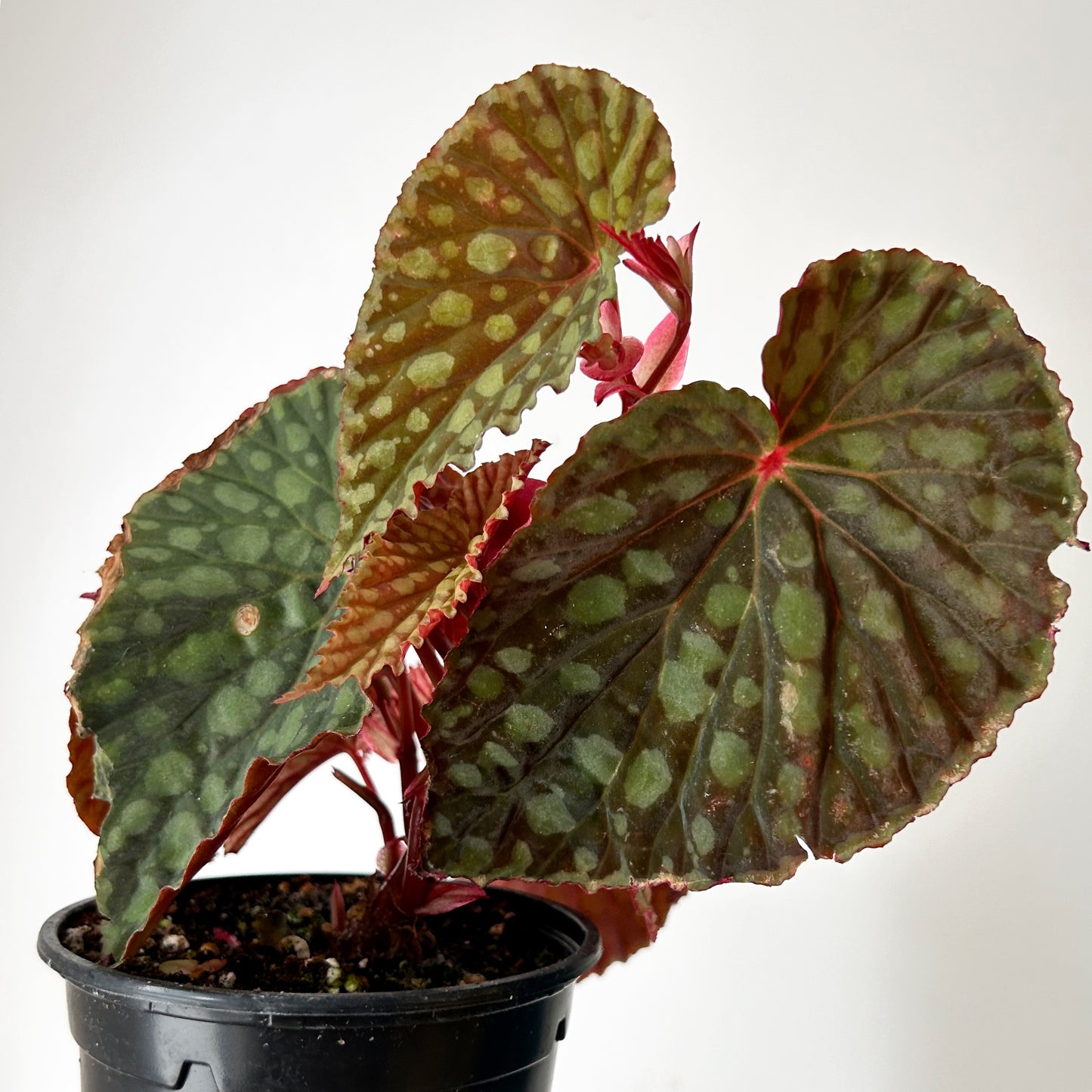 Begonia chlorosticta 4” pot
