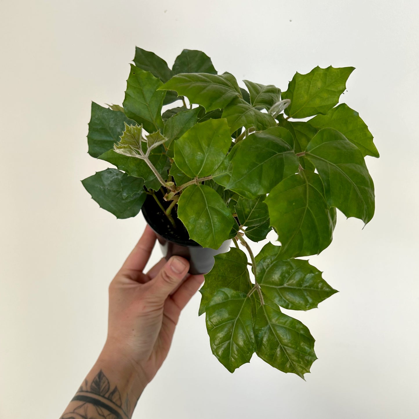 Grape Ivy (Cissus Rhombifolia) 3.5” pot