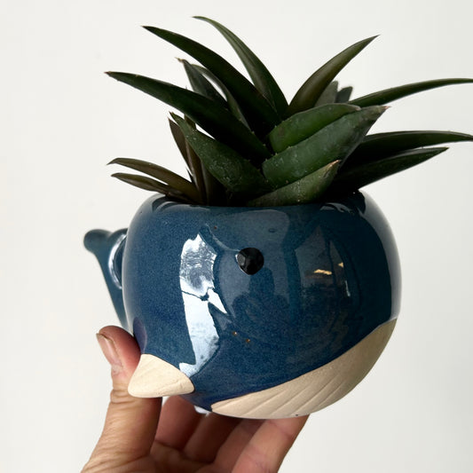 BLUE WHALE Decorative Planter (2.5”x3”)