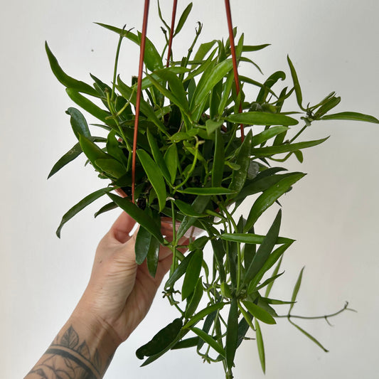 Dischidia Philippines 4.5” hanging basket