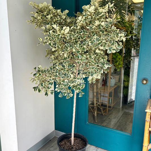Ficus Triangularis Tree approximately 6 +feet tall in 14”pot