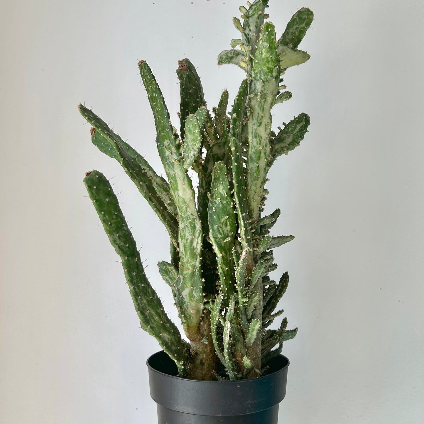 Variegated Opuntia “Joseph’s Coat” (two stalks) approximately 2 ft tall in 6.5”pot