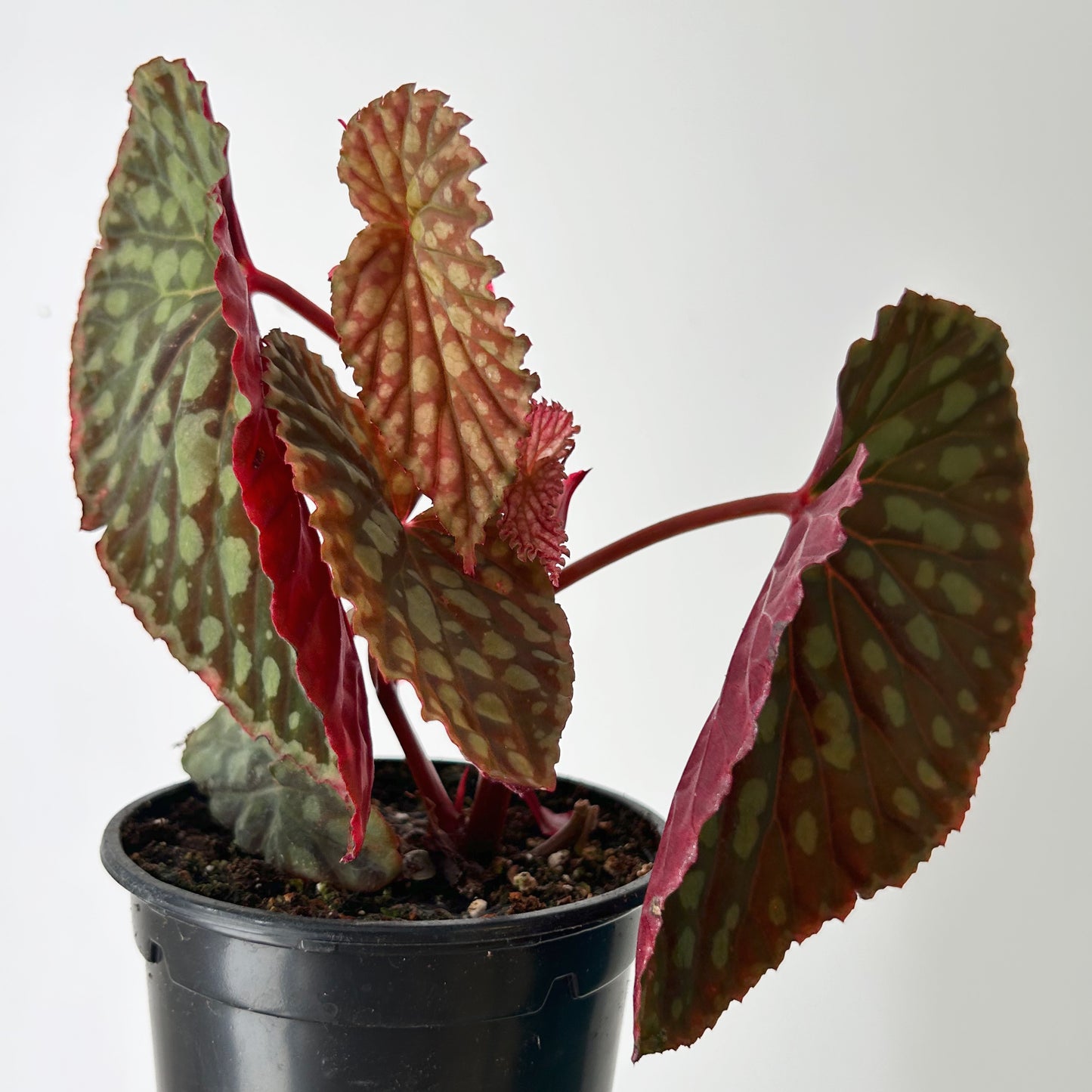 Begonia chlorosticta 4” pot