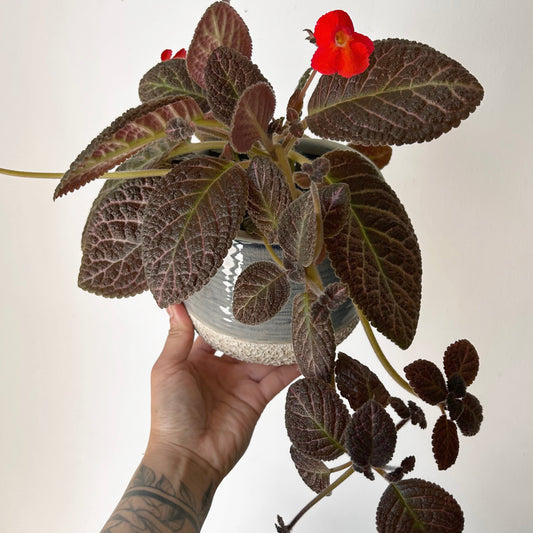 Episcia 4” pot