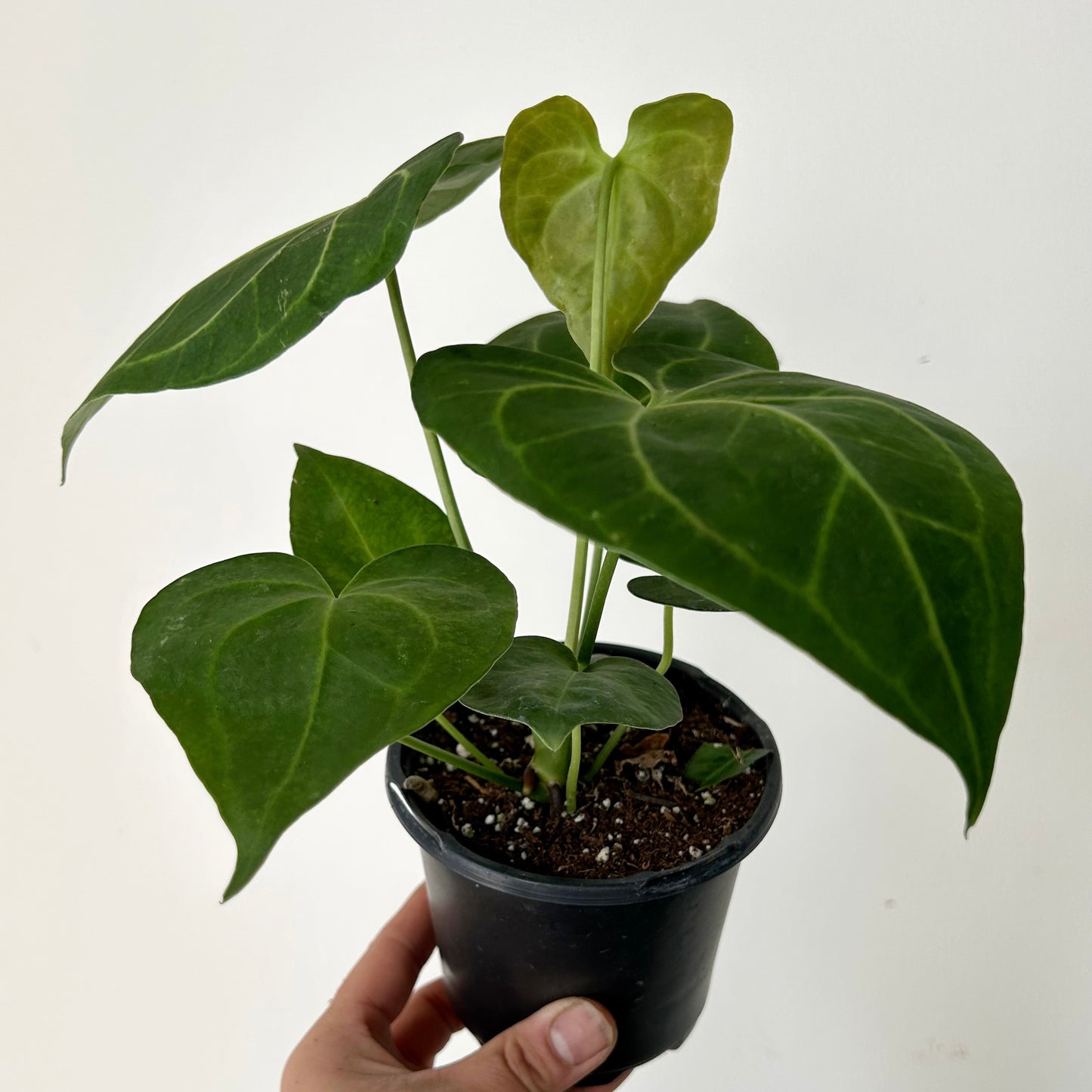 Anthurium Clarinervium 4”pot