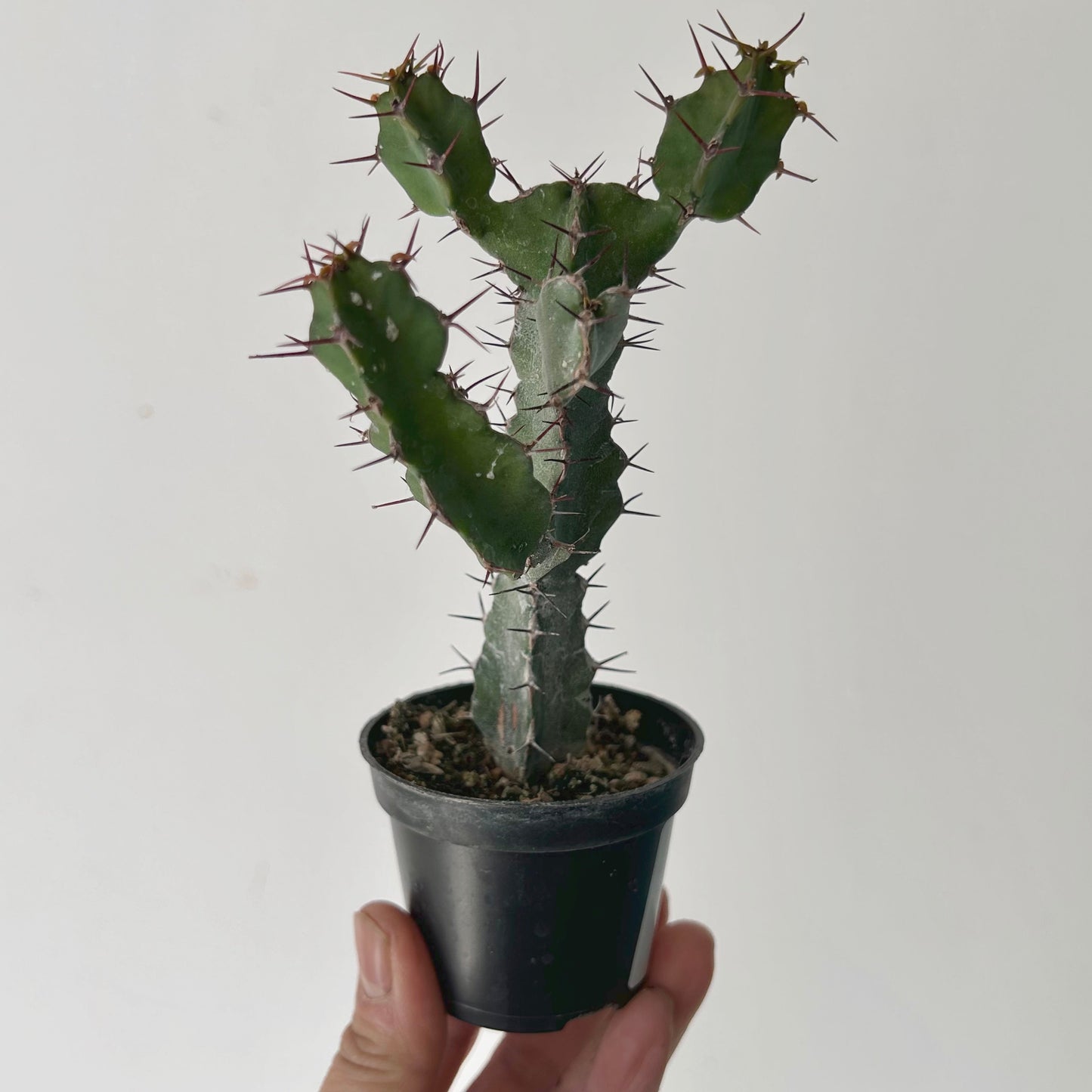 Euphorbia keithii 2.5” pot