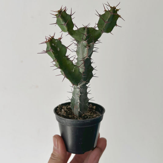 Euphorbia keithii 2.5” pot