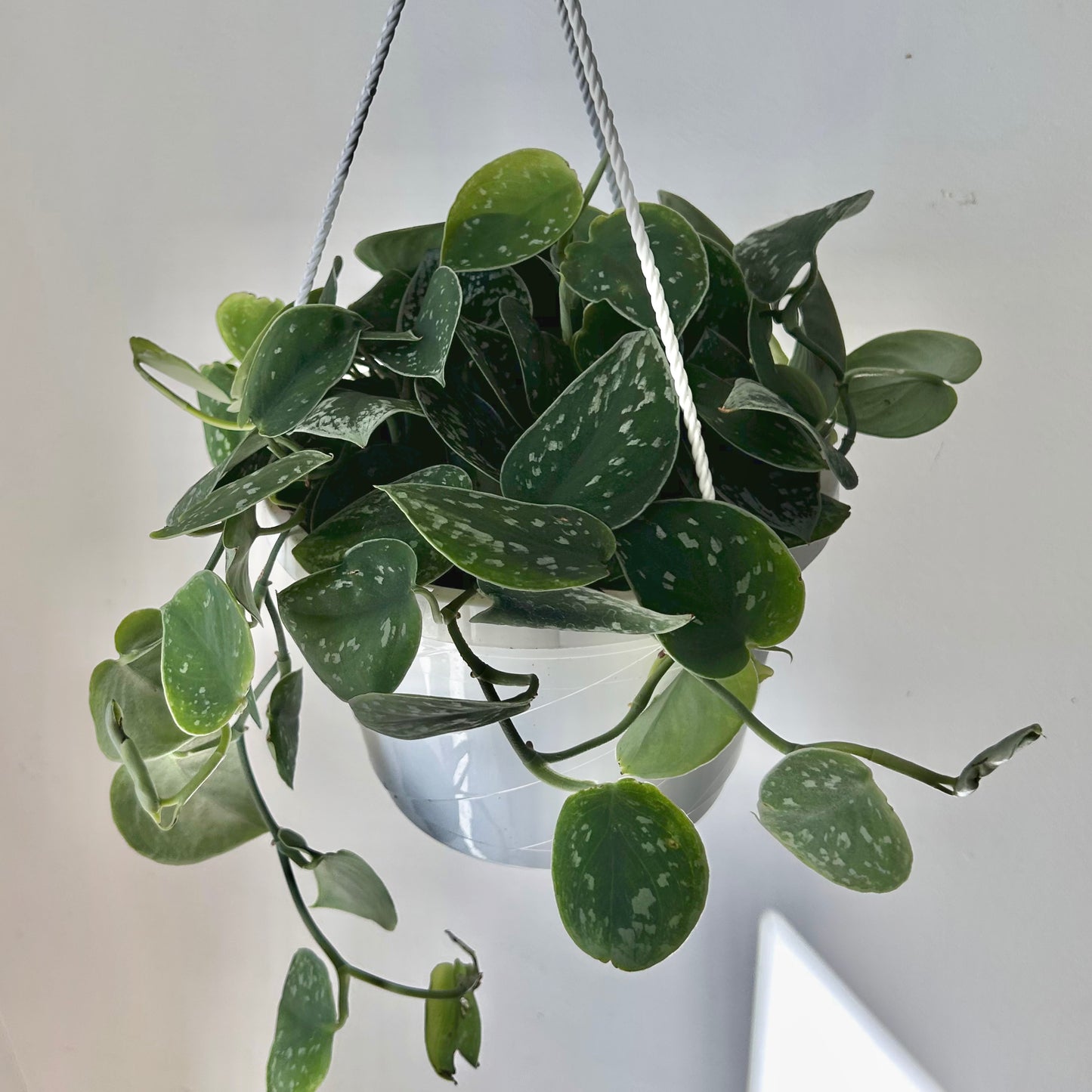 Scindapsus Pictus “Silvery Ann” 8" hanging basket