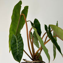 Load image into Gallery viewer, Philodendron Billietiae 4&quot; pot
